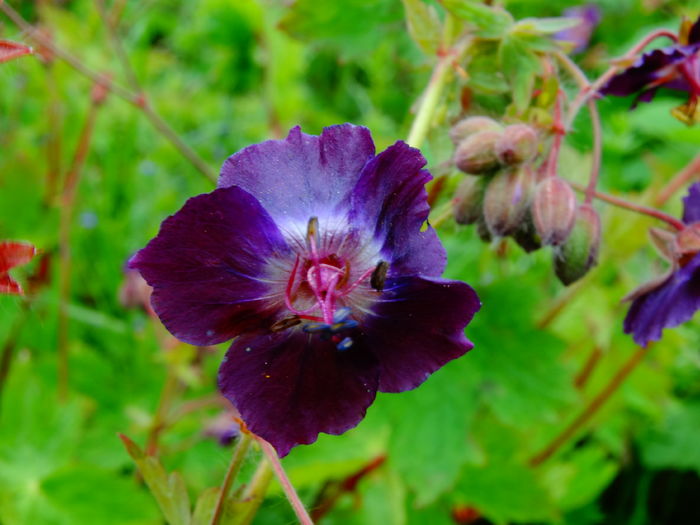 DSC06433 - De prin natura 2016