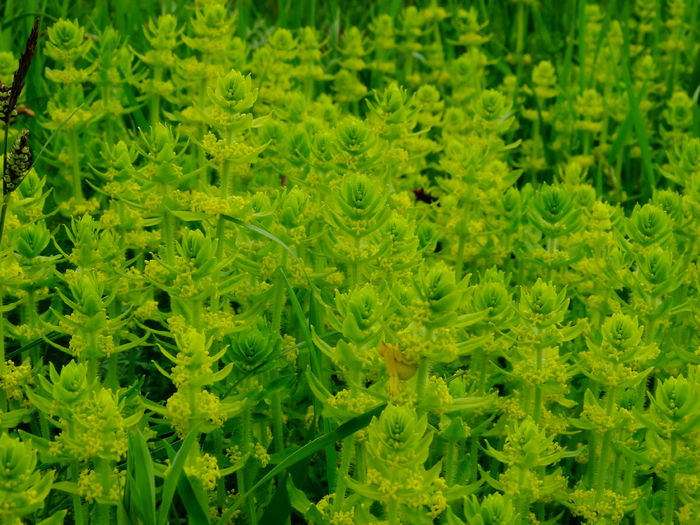 DSC06412 - De prin natura 2016