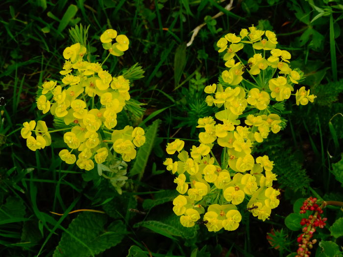 DSC06410 - De prin natura 2016