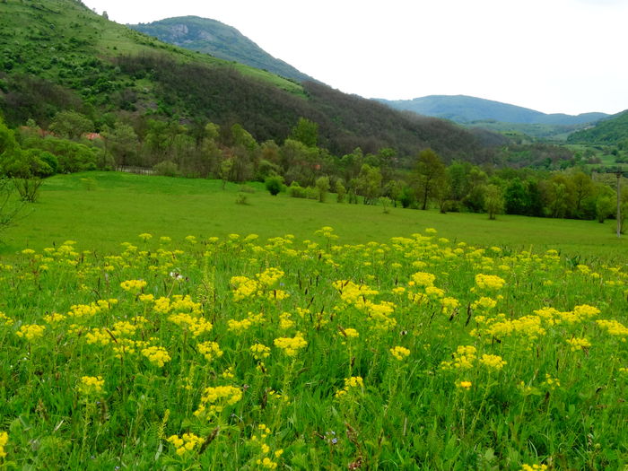 DSC06407 - De prin natura 2016