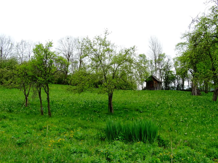 DSC06406 - De prin natura 2016