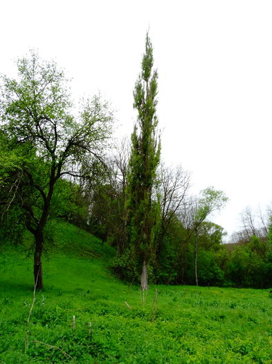 DSC06405 - De prin natura 2016