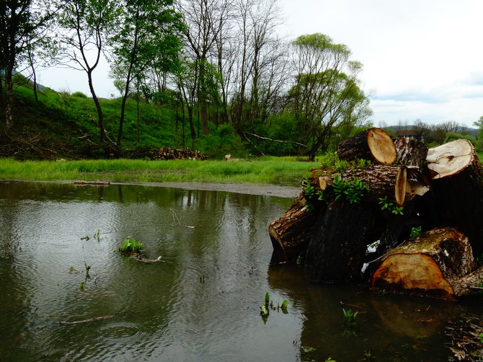 DSC06399 - De prin natura 2016