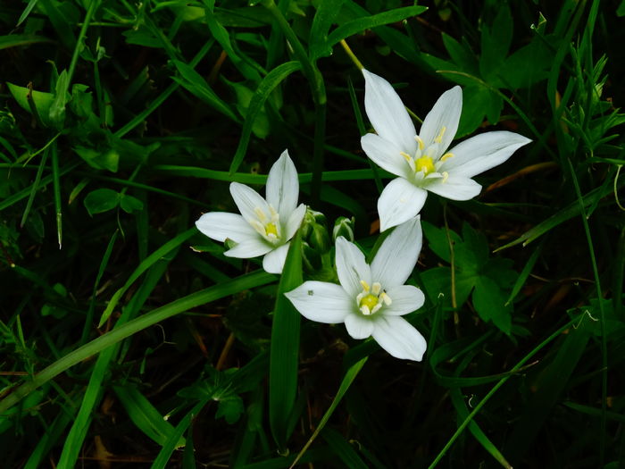 DSC06397 - De prin natura 2016