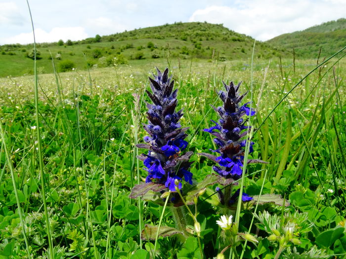 DSC06363 - De prin natura 2016