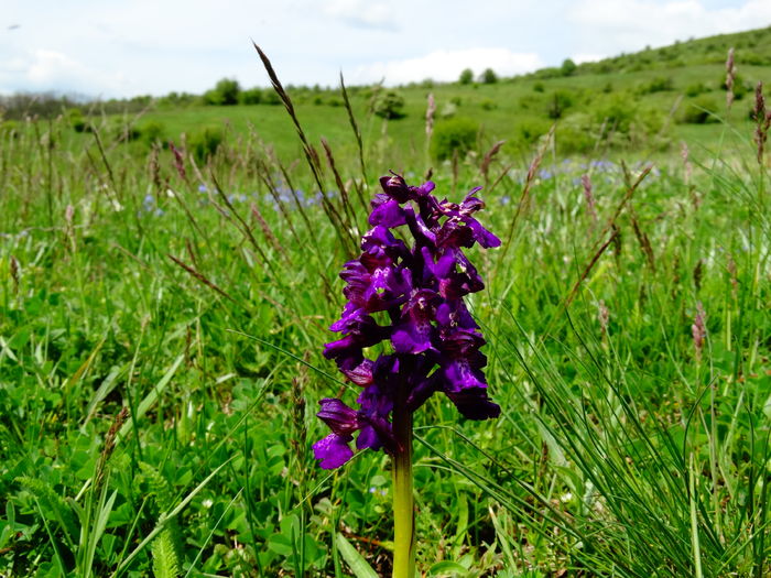 DSC06360 - De prin natura 2016