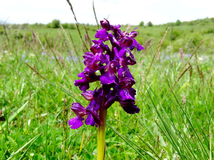 DSC06359 - De prin natura 2016