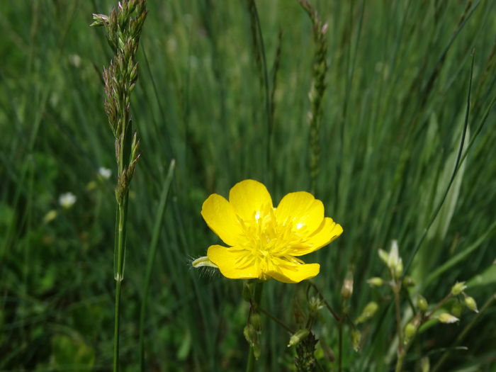 DSC06343 - De prin natura 2016