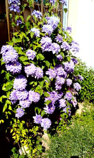 Lenovo_A1000_IMG_20160507_161534; CLEMATIS CONTESA DE LOVELANCE
