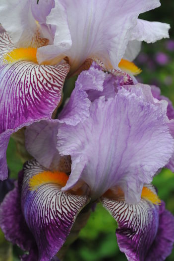 Arabella