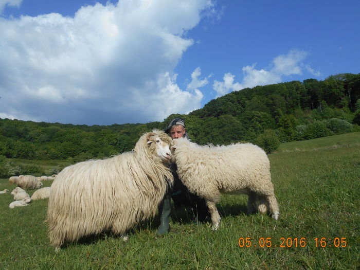 Picture 009 - oile cu miei 2016