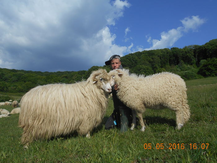 Picture 015 - oile cu miei 2016