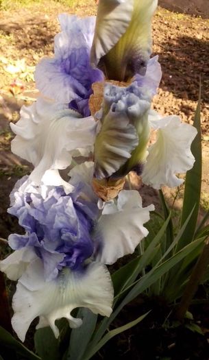 13198571_945337738946054_3810258139471760160_o - IRISI