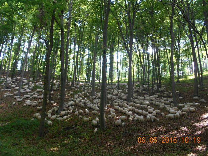 Picture 025 - oile cu miei 2016