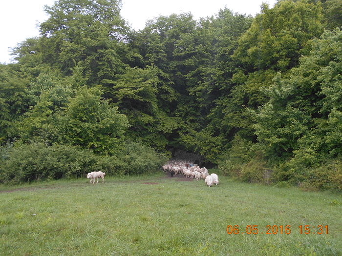 Picture 026 - oile cu miei 2016
