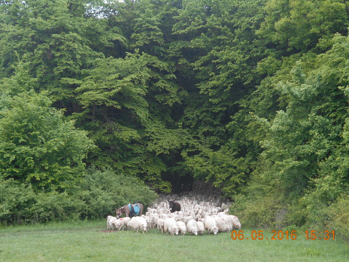 Picture 027 - oile cu miei 2016