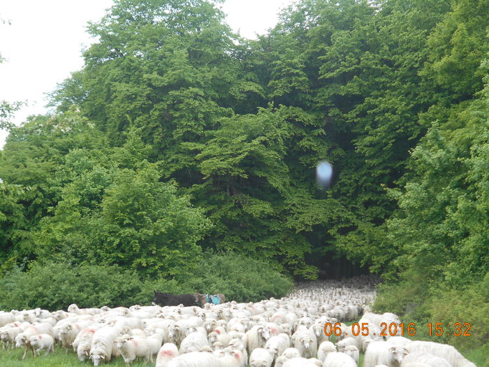 Picture 029 - oile cu miei 2016