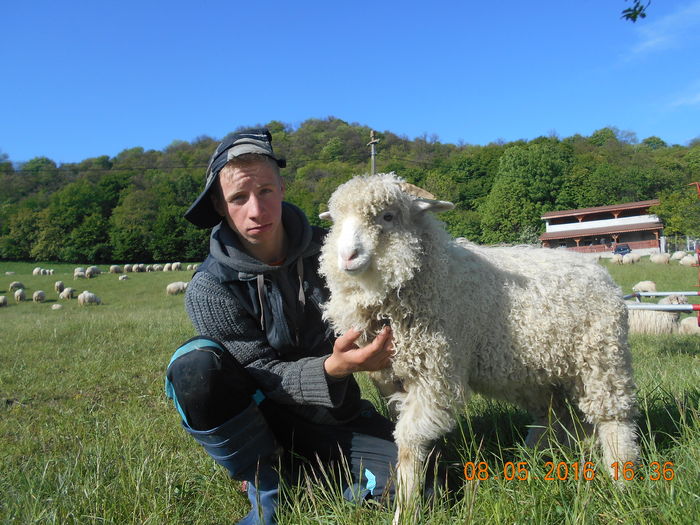 Picture 044 - oile cu miei 2016