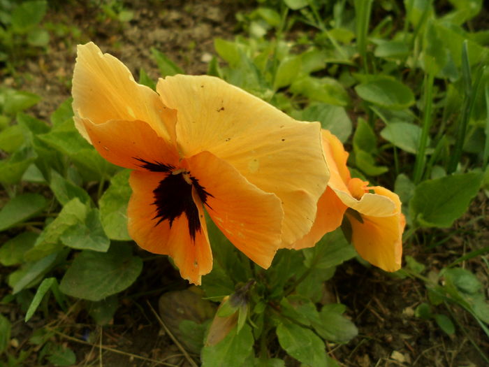 SAM_0064