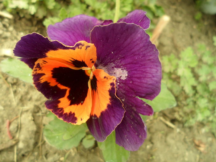 SAM_0067