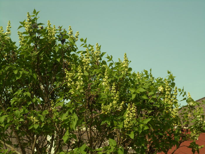 SAM_0031