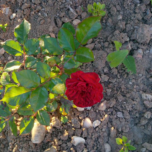 IMG_20160510_195513_hdr