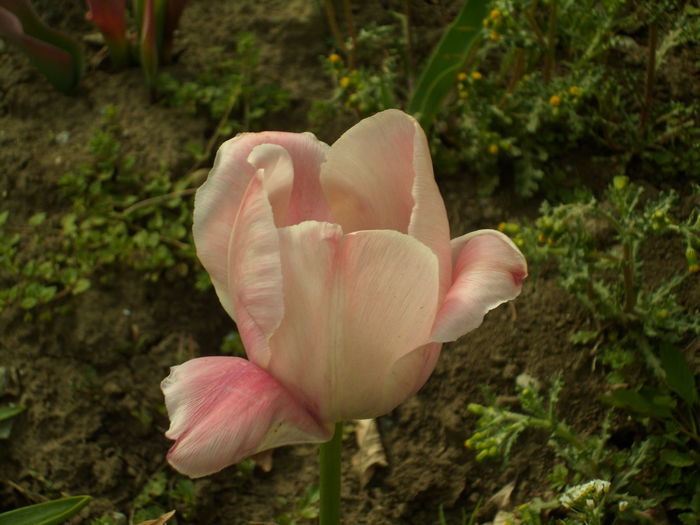SAM_0035