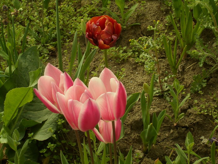 SAM_0036