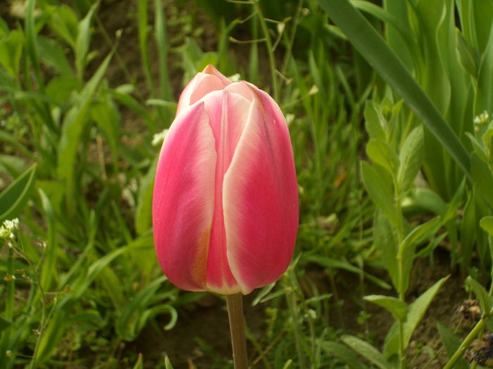 SAM_0037