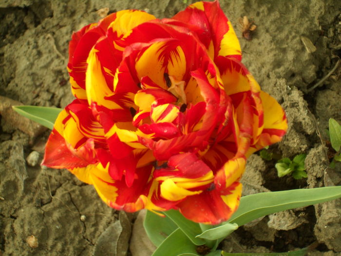 SAM_0038