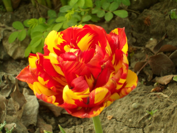 SAM_0039