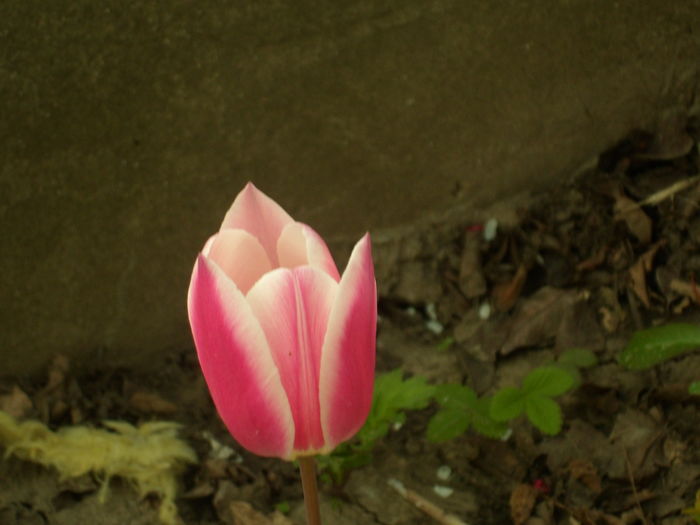 SAM_0041