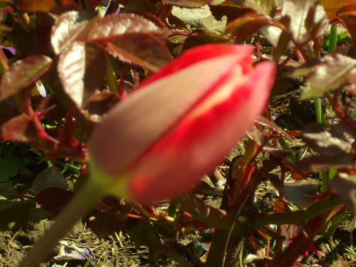 SAM_0031