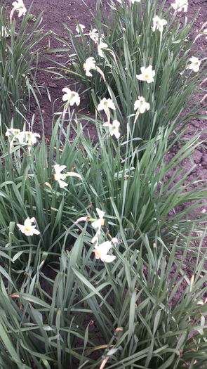  - Flori de gradina- 2016