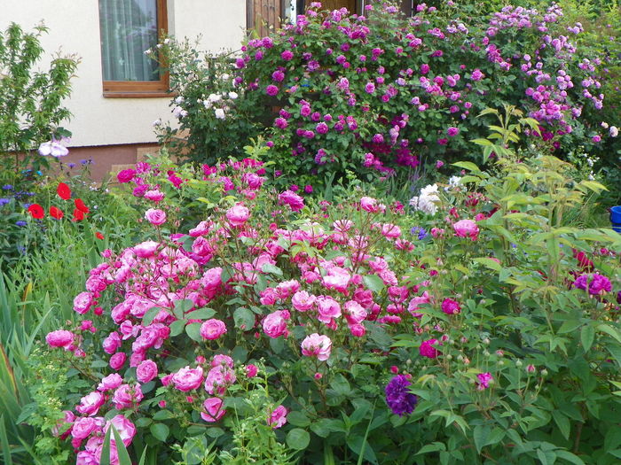 13 iun 161 - Gradina 2014