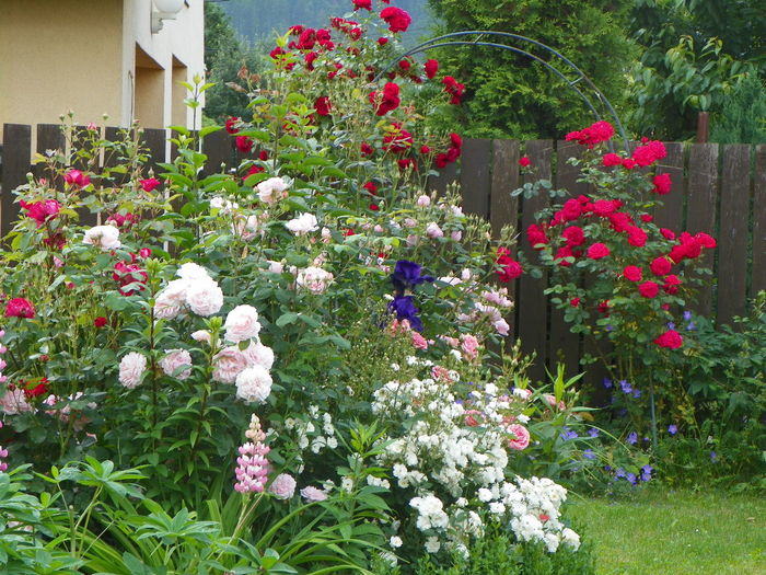 13 iun 277 - Gradina 2014