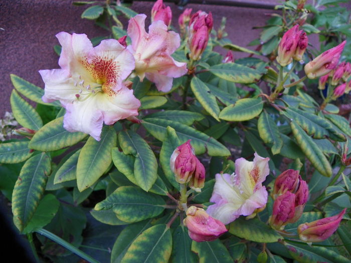 a fost cel mai bun an pentru rhodo - Gradina 2014
