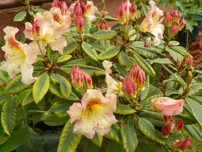rhodo Bernstein - Gradina 2014