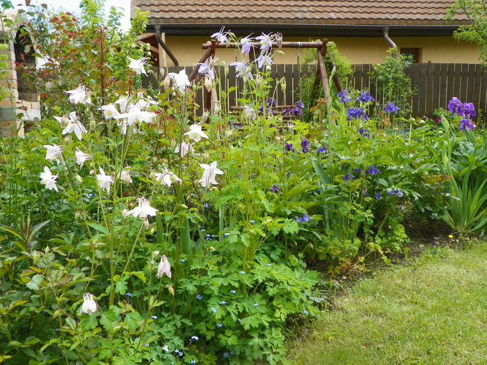 16 may 011 - Gradina 2014