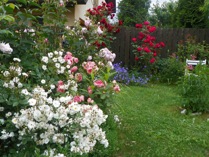 17 iun 273 - Gradina 2014