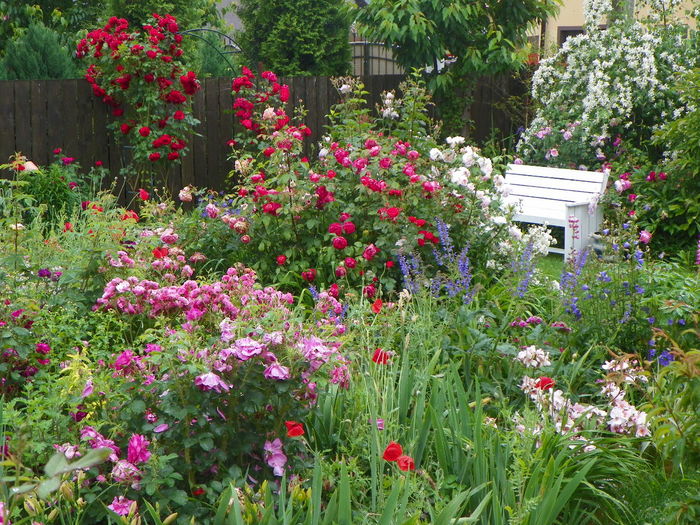 17 jun 005 - Gradina 2014