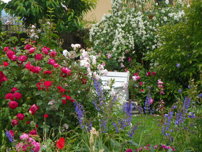 17 jun 007 - Gradina 2014
