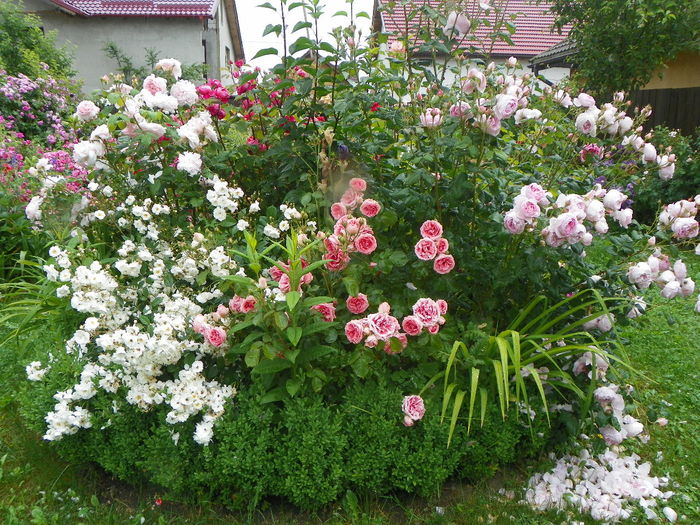 17 jun 027 - Gradina 2014