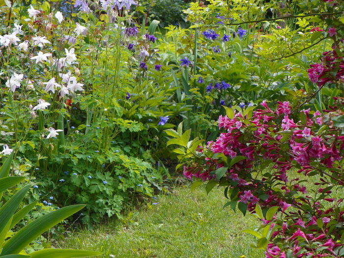 18 mai 048 - Gradina 2014