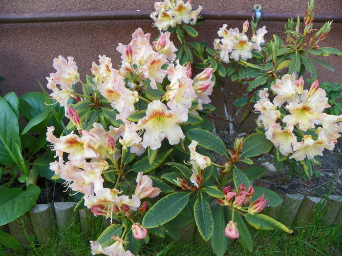 rhodo Bernstein - Gradina 2014