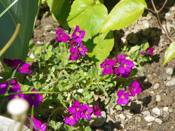 23 apr 008 - Gradina 2014
