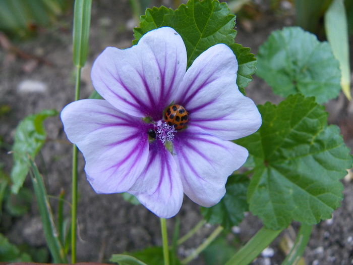 malva Zebrina - nu rezista la iernile noastre, intre timp am vazut ca s-au prins si cei de la plant- - Gradina 2014