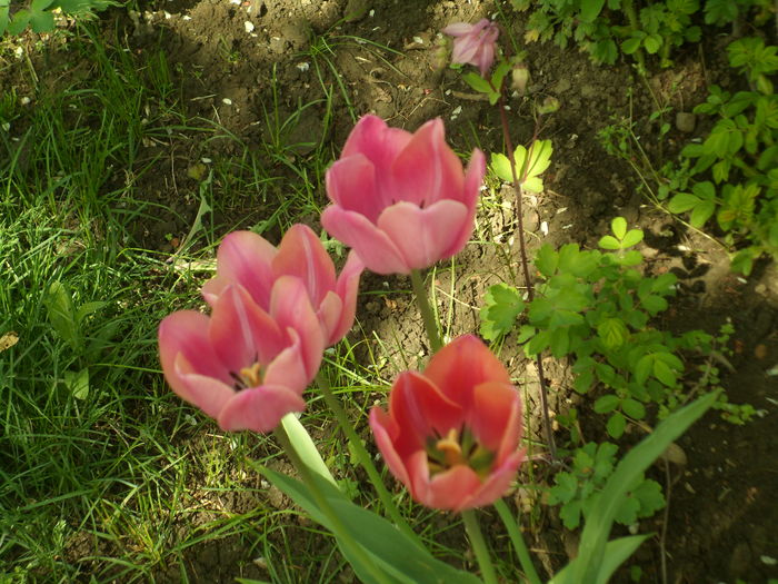 SAM_0063