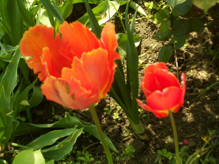 SAM_0028