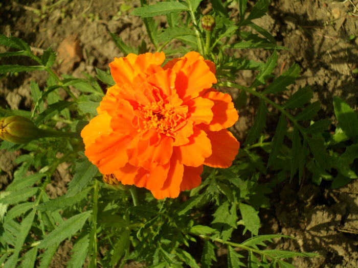 SAM_0050
